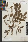 Foto von Salix pentandra L.